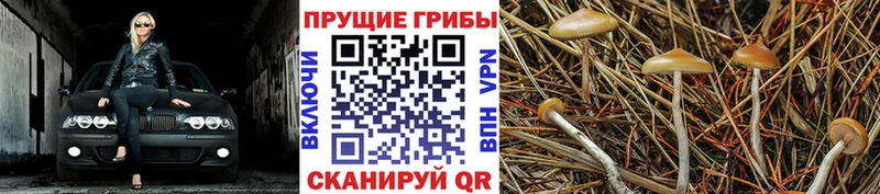 Галлюциногенные грибы Cubensis  omg ONION  Мариинский Посад 